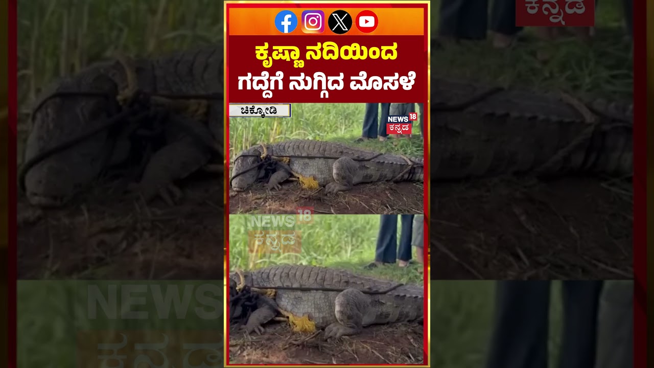 #shorts 10-Foot Crocodile Enters Farm In Belagavi! | ಮೊಸಳೆ ಸೆರೆ ಹಿಡಿದು ಅರಣ್ಯ ಇಲಾಖೆಗೆ ರವಾನೆ | N18S