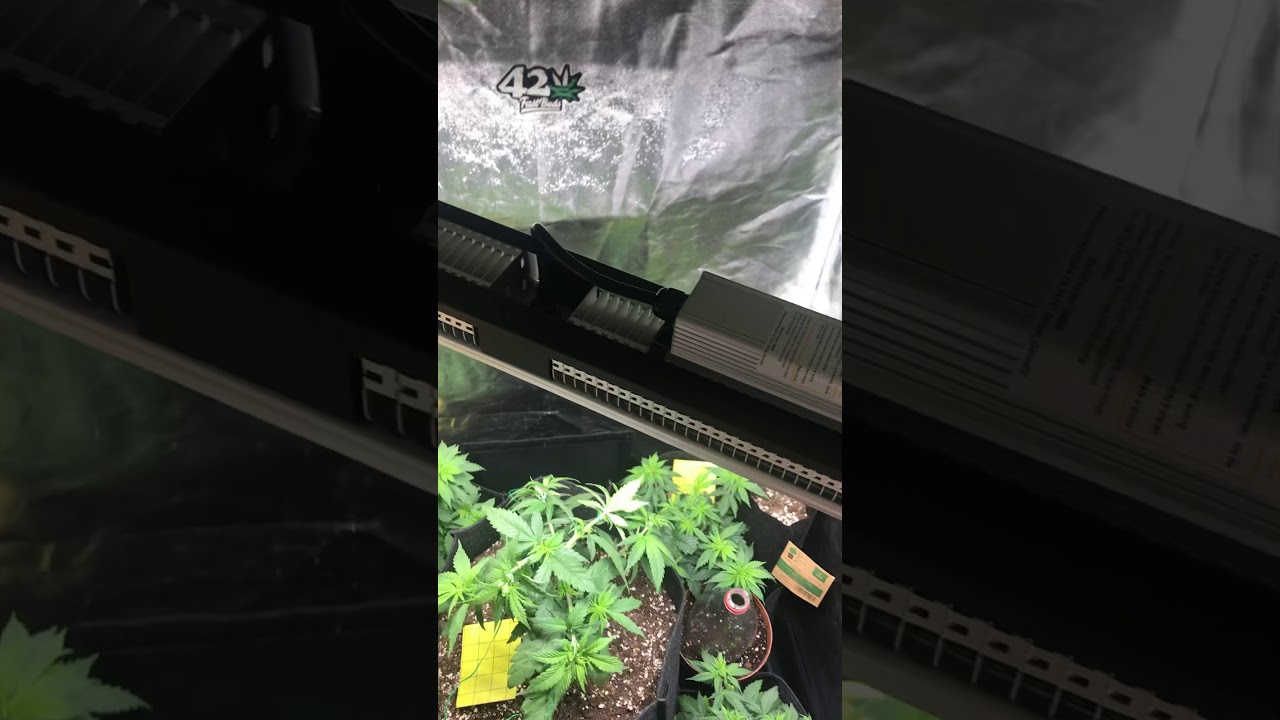Fastbuds lsd marshydro sp150  Seed to harvest