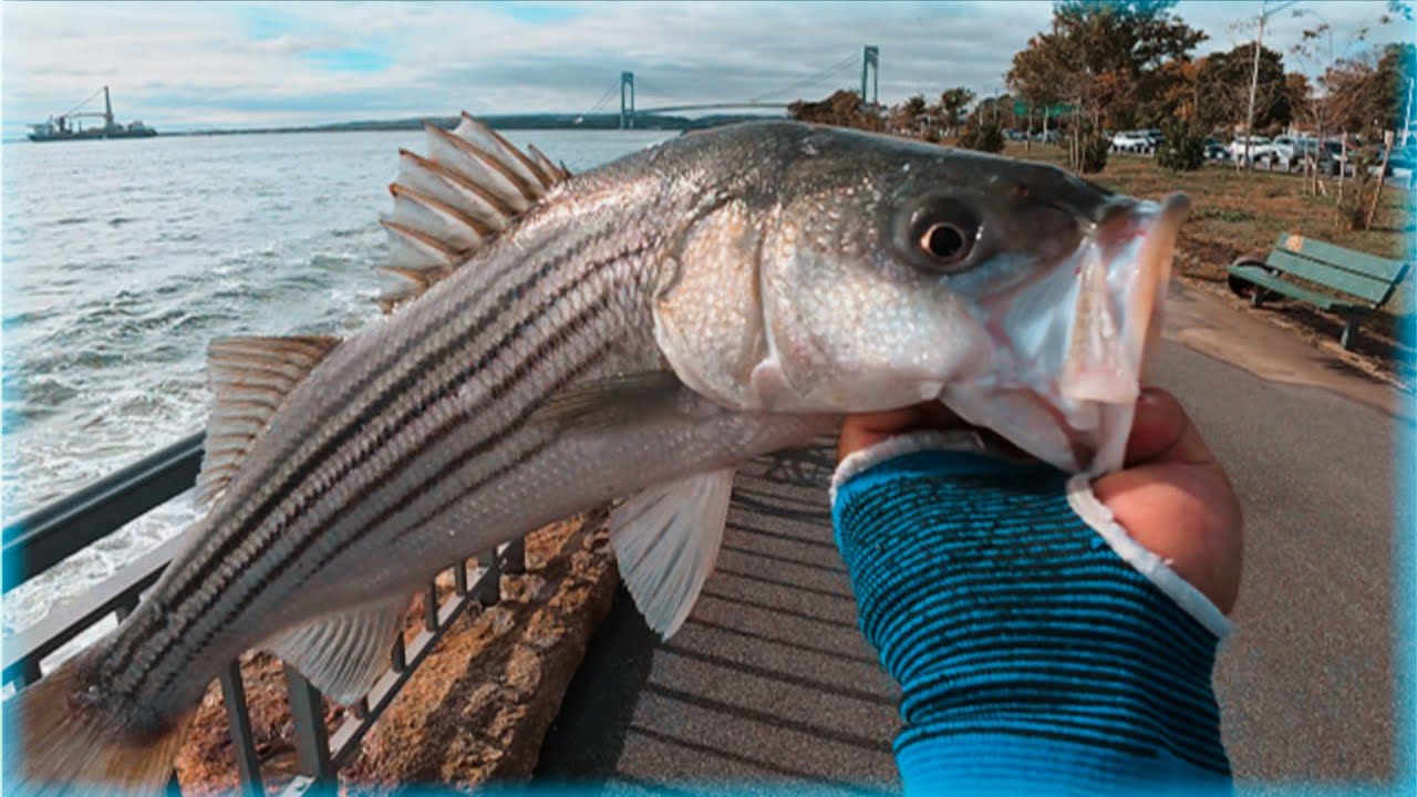 Эпичные поклевки полосатого окуня 🎣Отличный день #stripedbass #fallrun #brooklyn