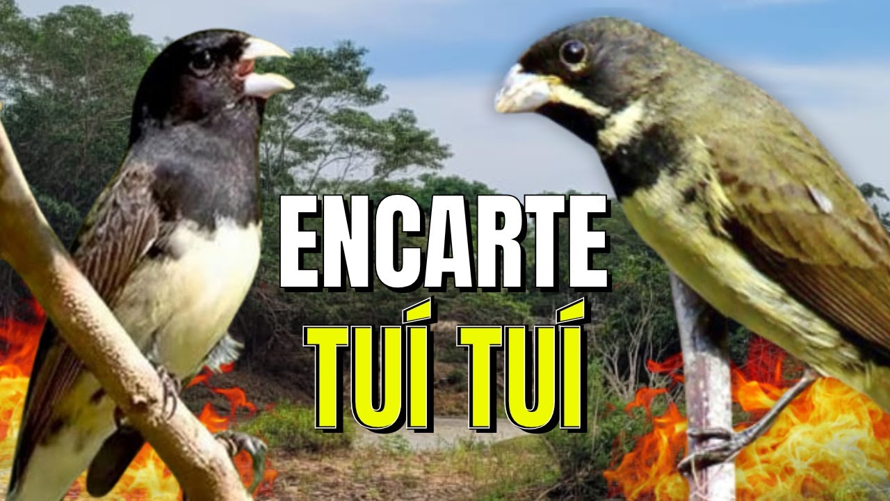 COLEIRO TUI TUI COM FEMEA CHAMANDO PARA ENCARTE DE COLEIRO PARDO E ESQUENTE DE COLEIRO TUI TUI