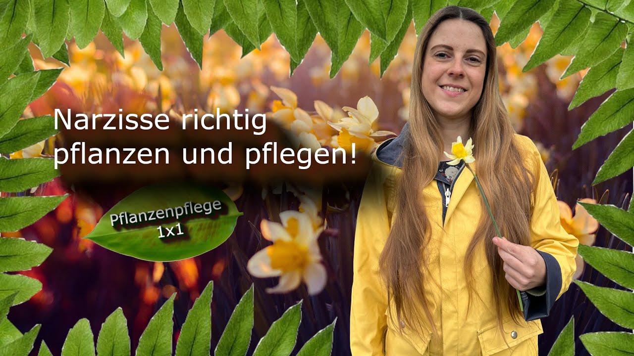 Narzisse richtig pflanzen und pflegen! 🌼