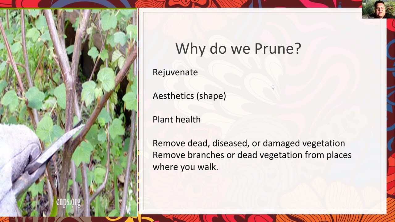 Native Gardening: Pruning 101