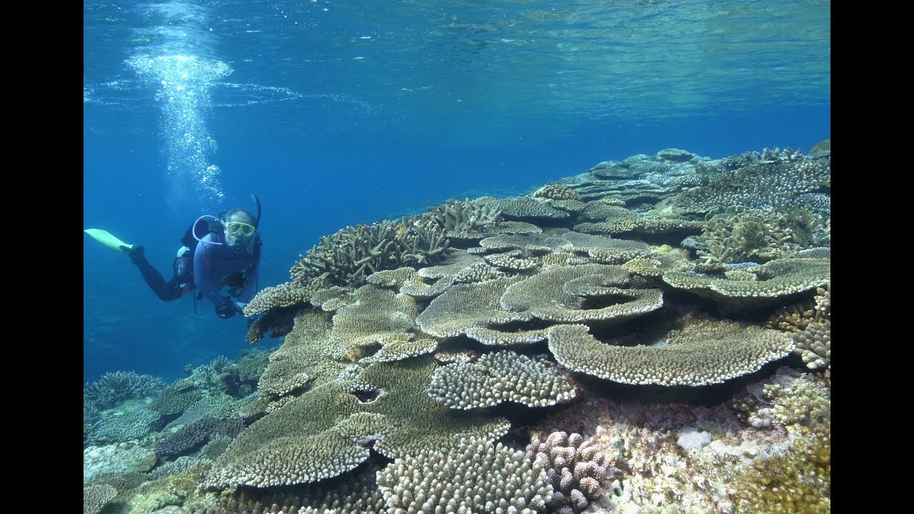 慶良間諸島国立公園(Kerama Islands National Park)
