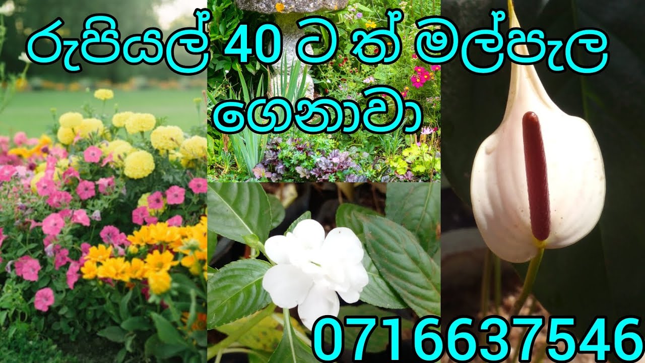 මගේ තුන්වෙනි ප්ලාන්ට් සෙල් එක 💚🍀