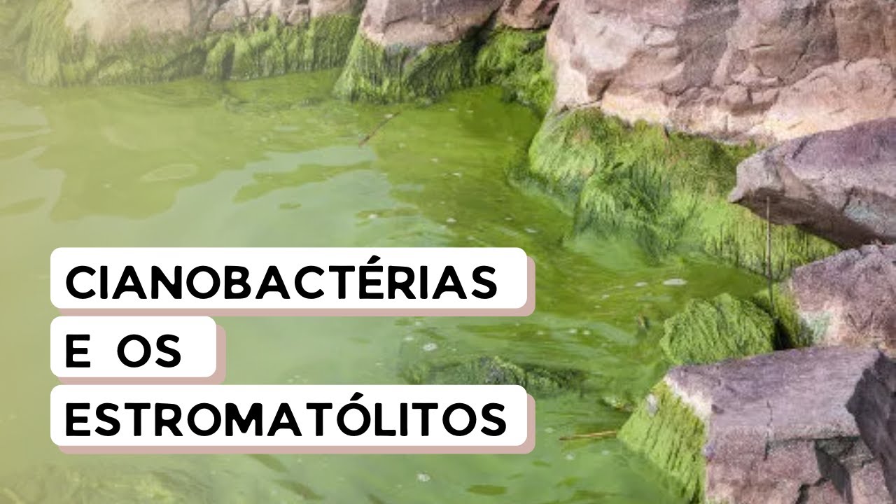 Estromatólitos: Os fósseis vivos que contam a história da Terra