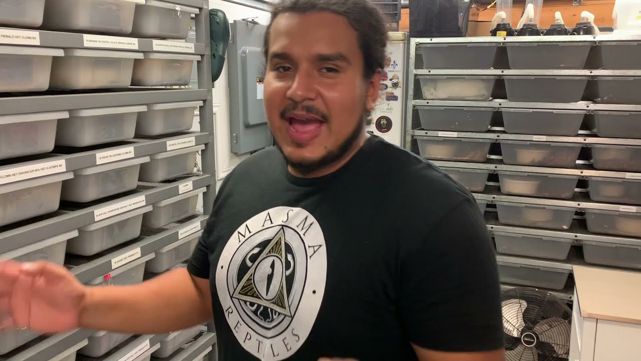 LORDELION ball python collection tour (part 1) *NEVER BEFORE SEEN*