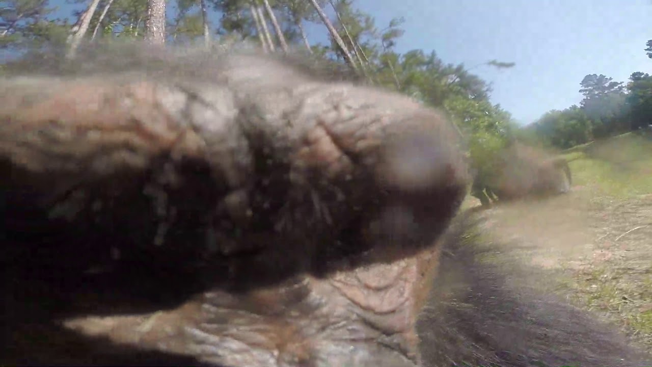 The chimps find the rock cam