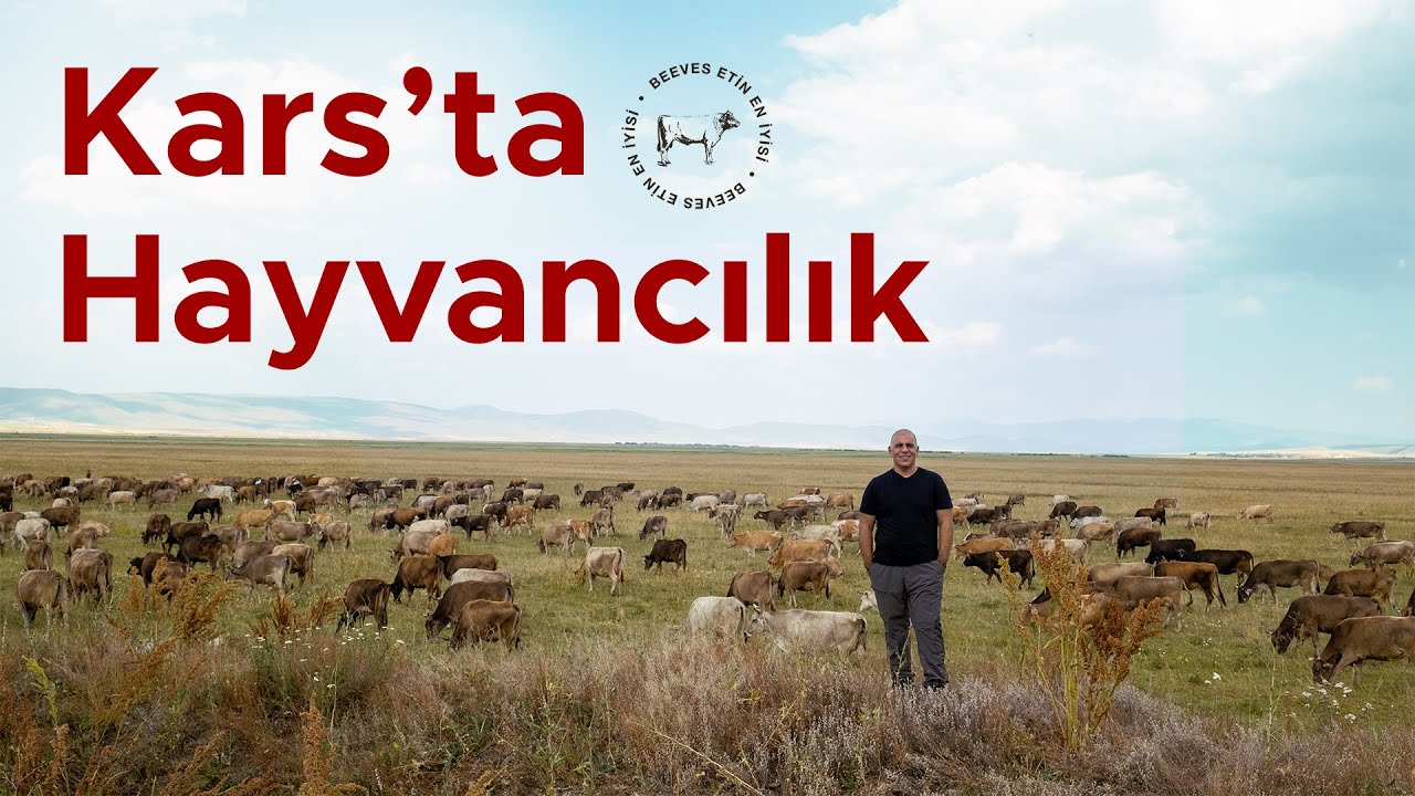 Memleketim Kars'ta Hayvancılık