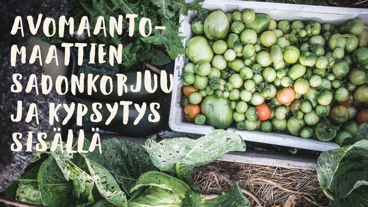 AVOMAANTOMAATTIEN SADONKORJUU - TOMAATTIEN JÄLKIKYPSYTYS SISÄLLÄ