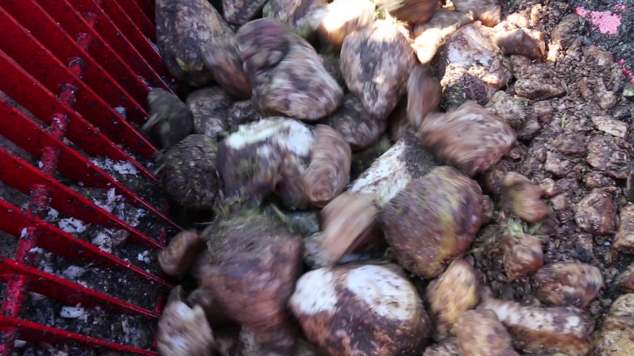 Het beste uit uw veestapel halen? Voer voederbieten!