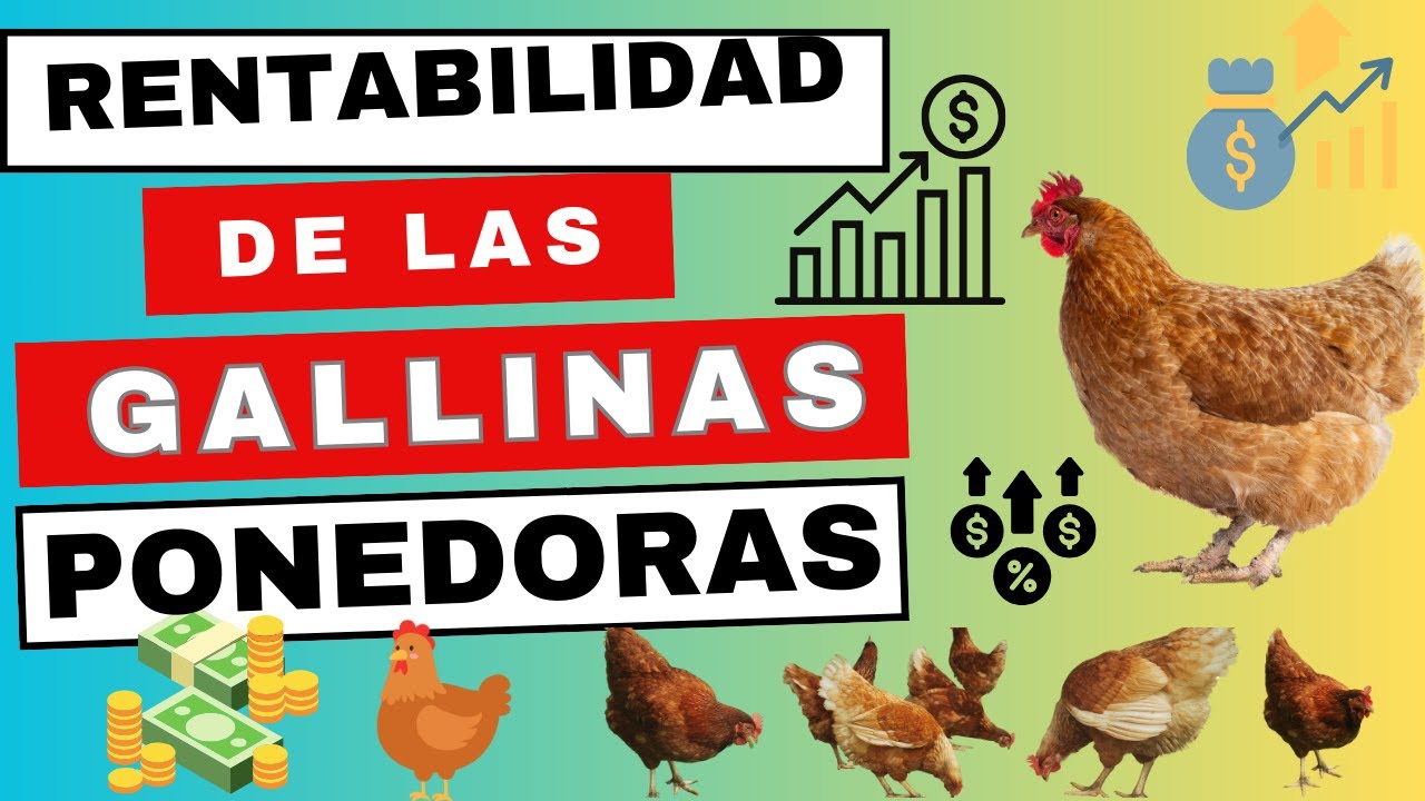 Rentabilidad garantizada con gallinas ponedoras