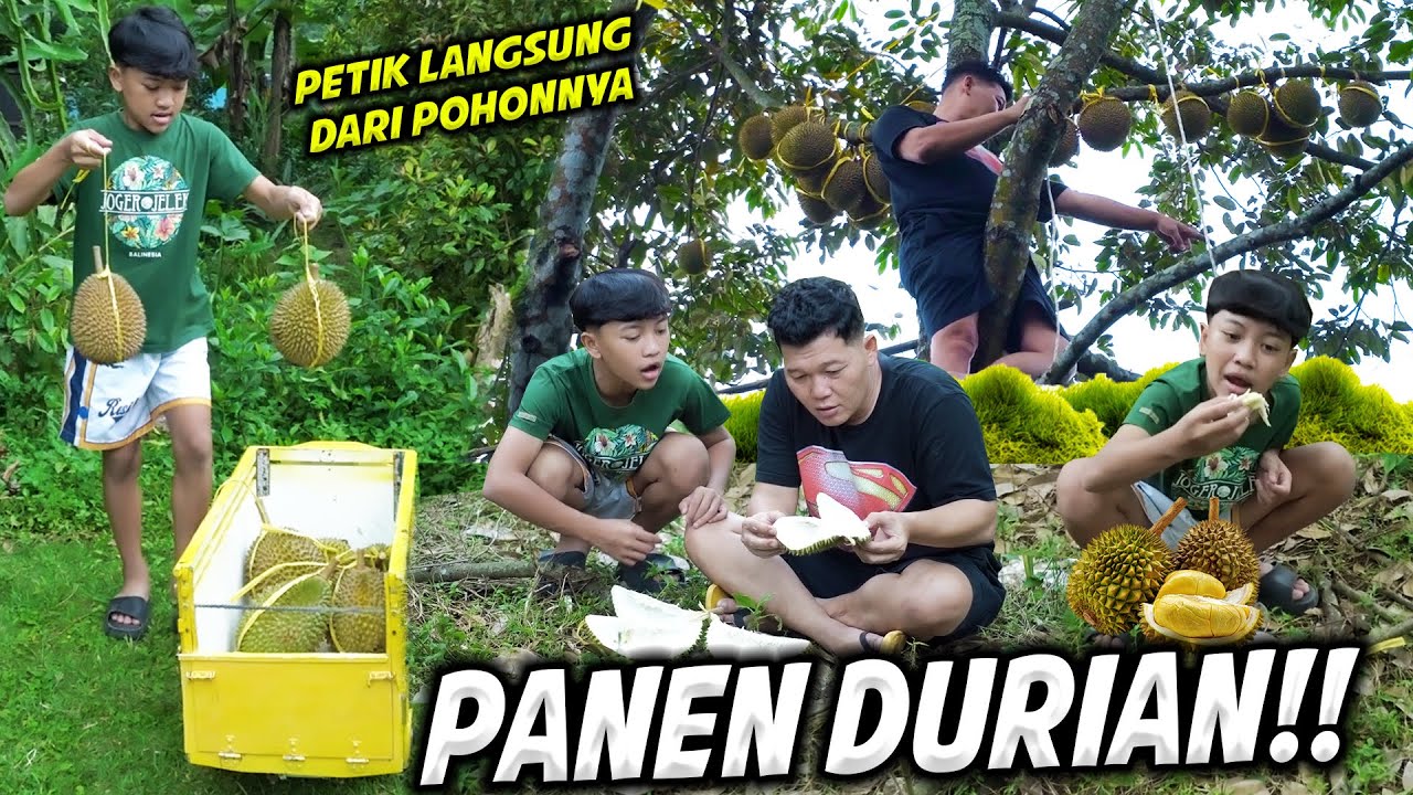 PANEN DURIAN!!! DIMAS BANTUIN PANEN DURIAN LANGSUNG DARI POHON, ASIK JUGA TERNYATA😁😁