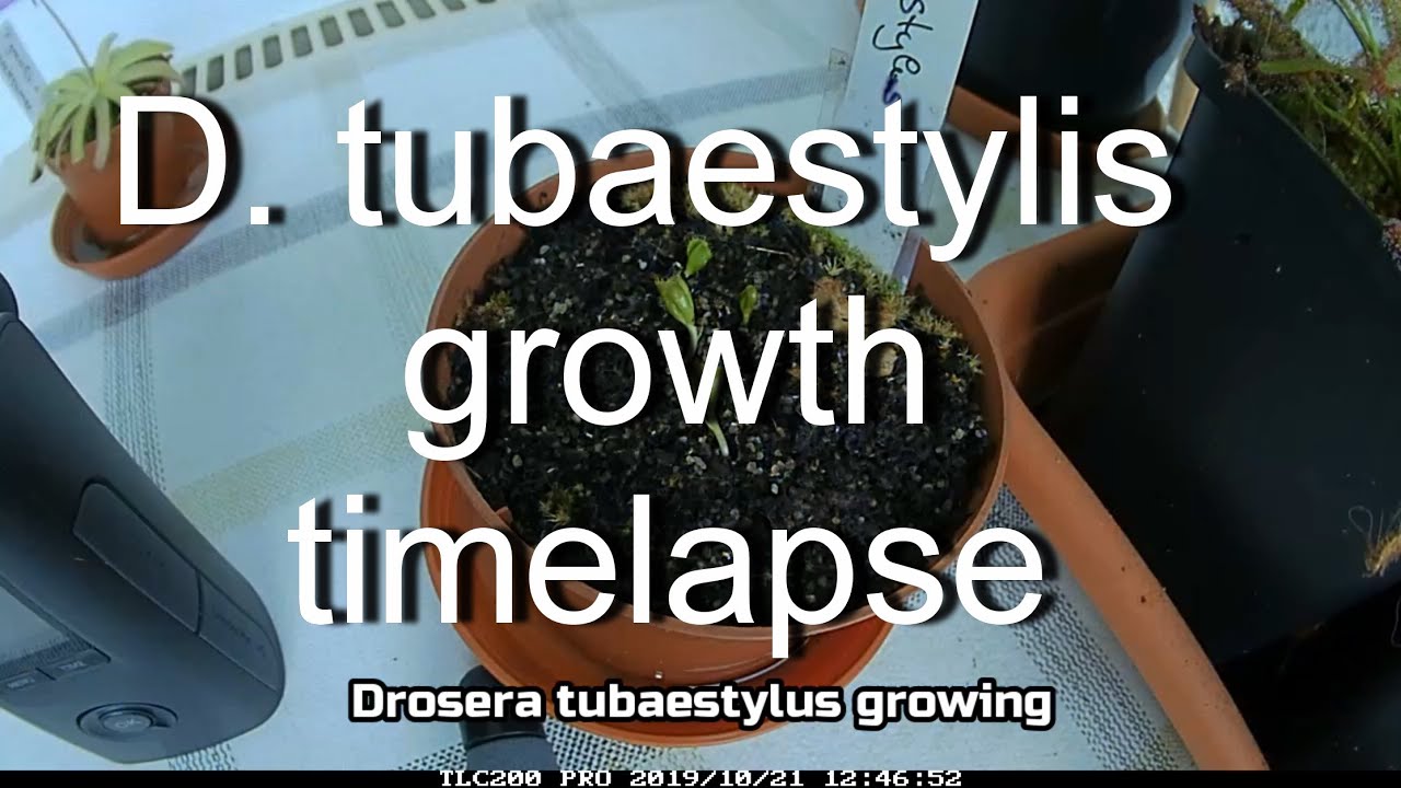 Drosera tubaestylis growth timelapse/ Knollendrosera Wachstum nach Sommerruhe Zeitraffer