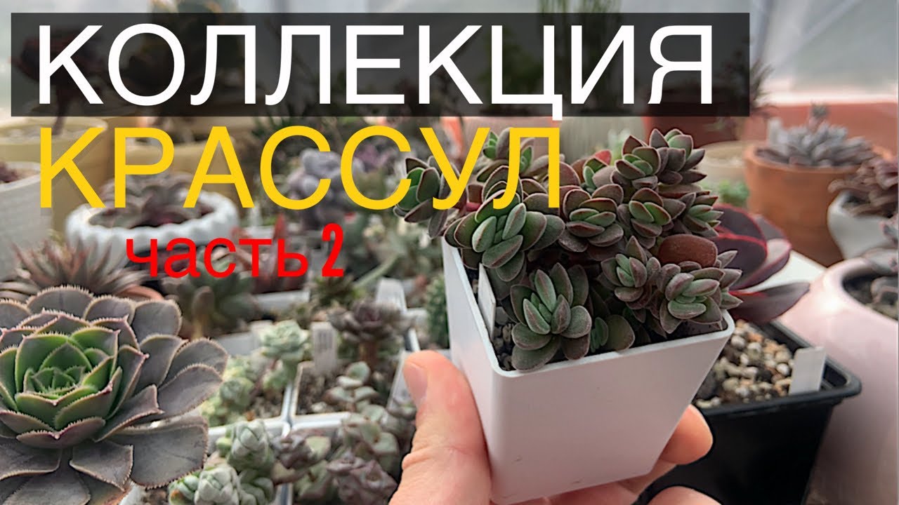 Крассулы. Моя коллекция суккулентов