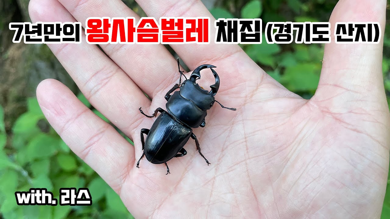 왕사슴벌레 채집기 (경기도 산지) 7년만에 채집을 성공 했습니다..