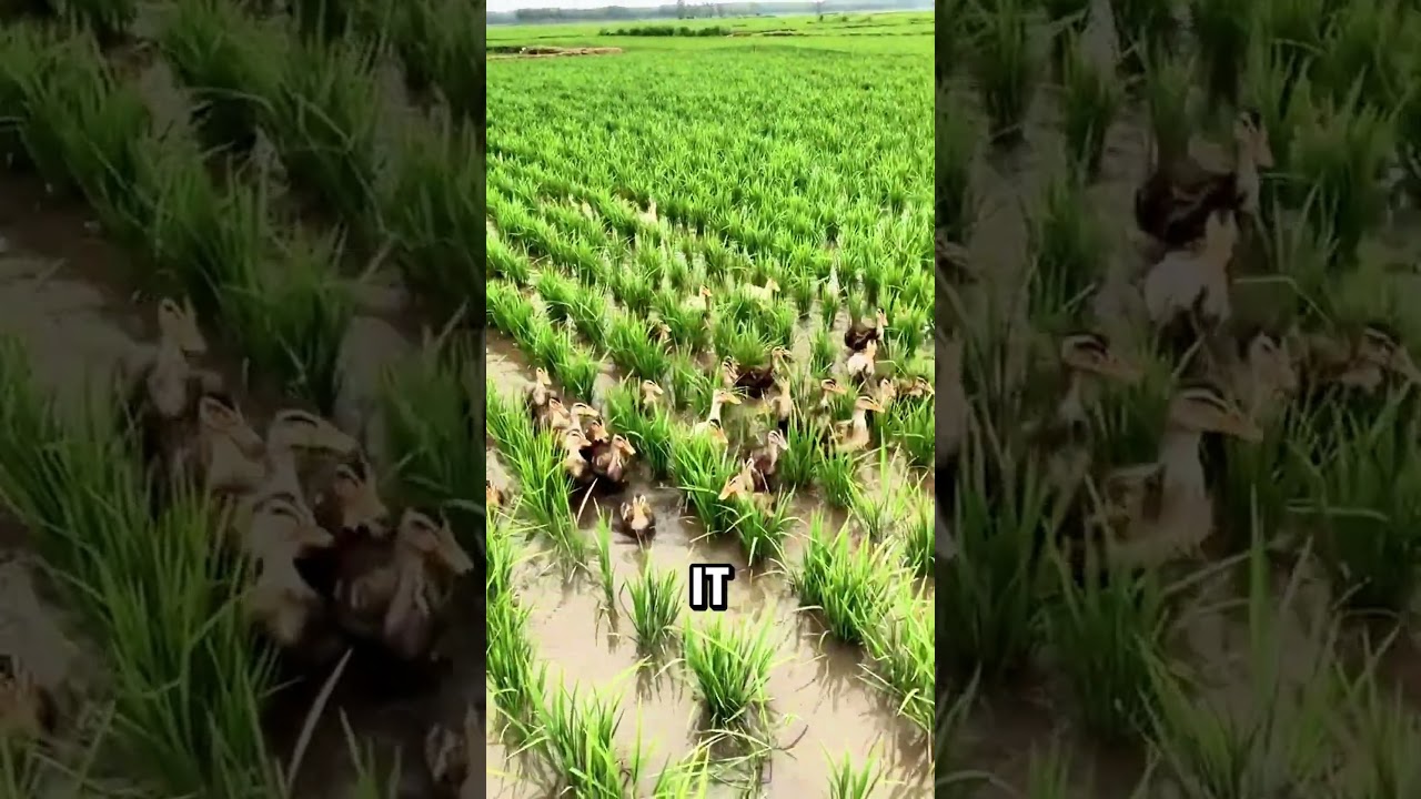 How Ducks Naturally Eradicate Weeds in Rice Fields