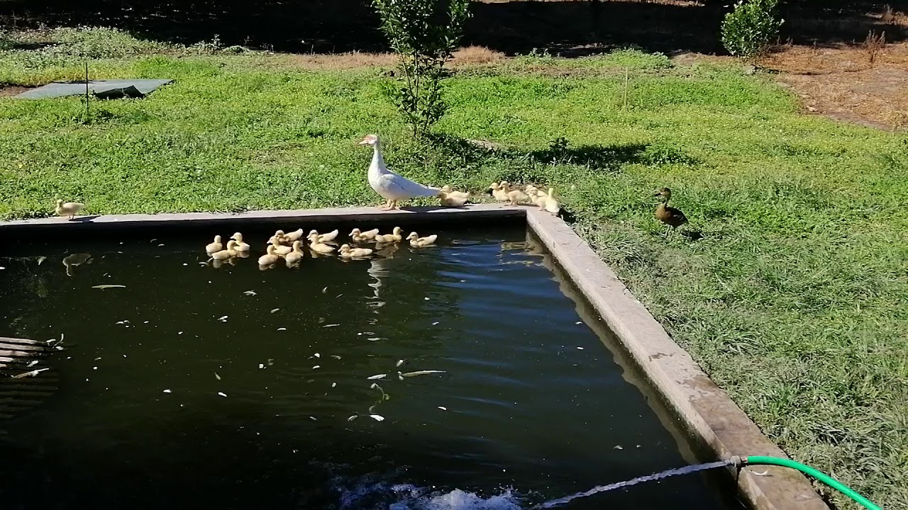 Duckling's growth update 3