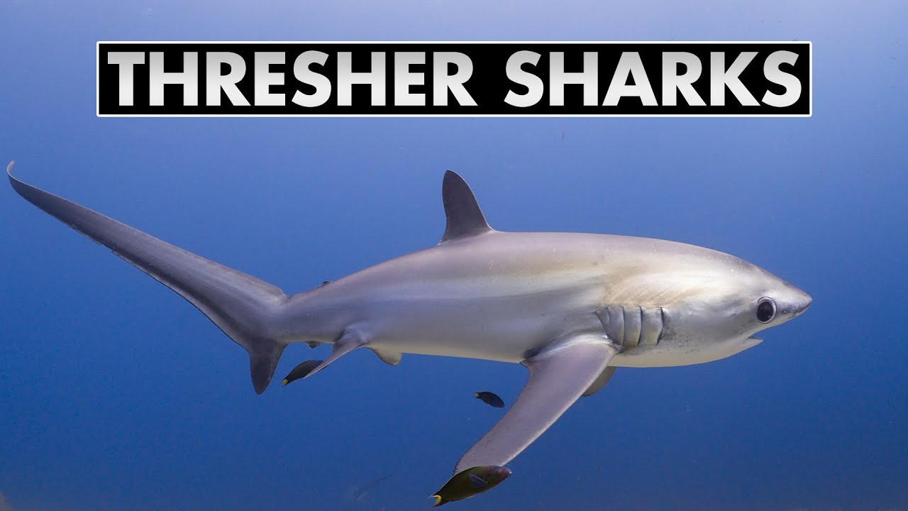 Thresher sharks of Malapascua | Diving Philippines [4k]