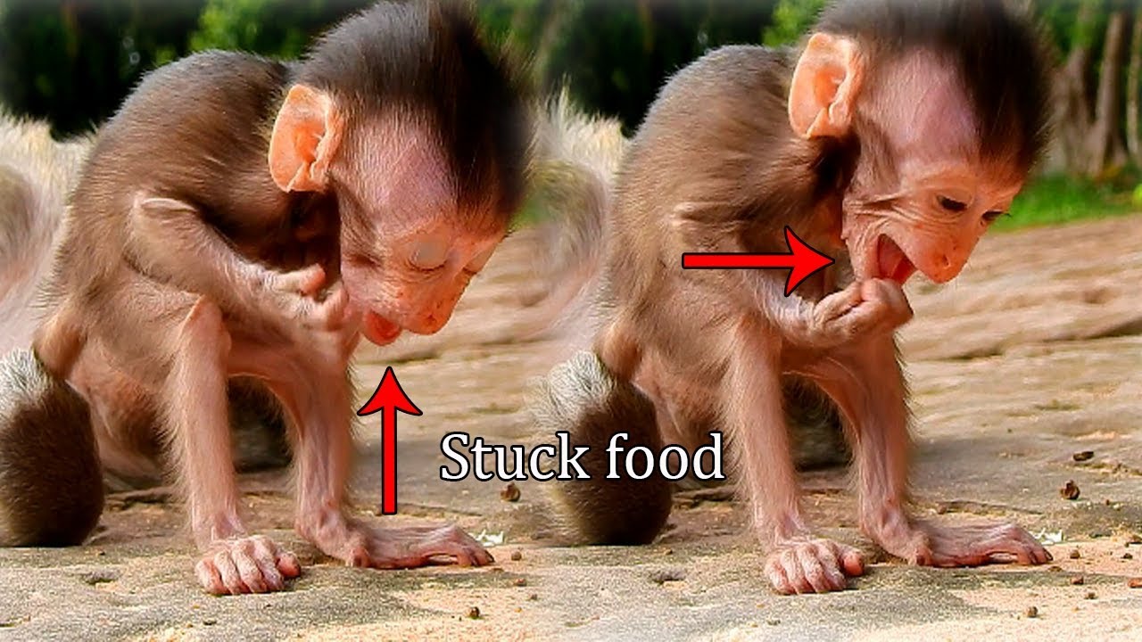 Million worry and pity see tiny baby Charlee got problem, stuck food |Charlee try remove it out