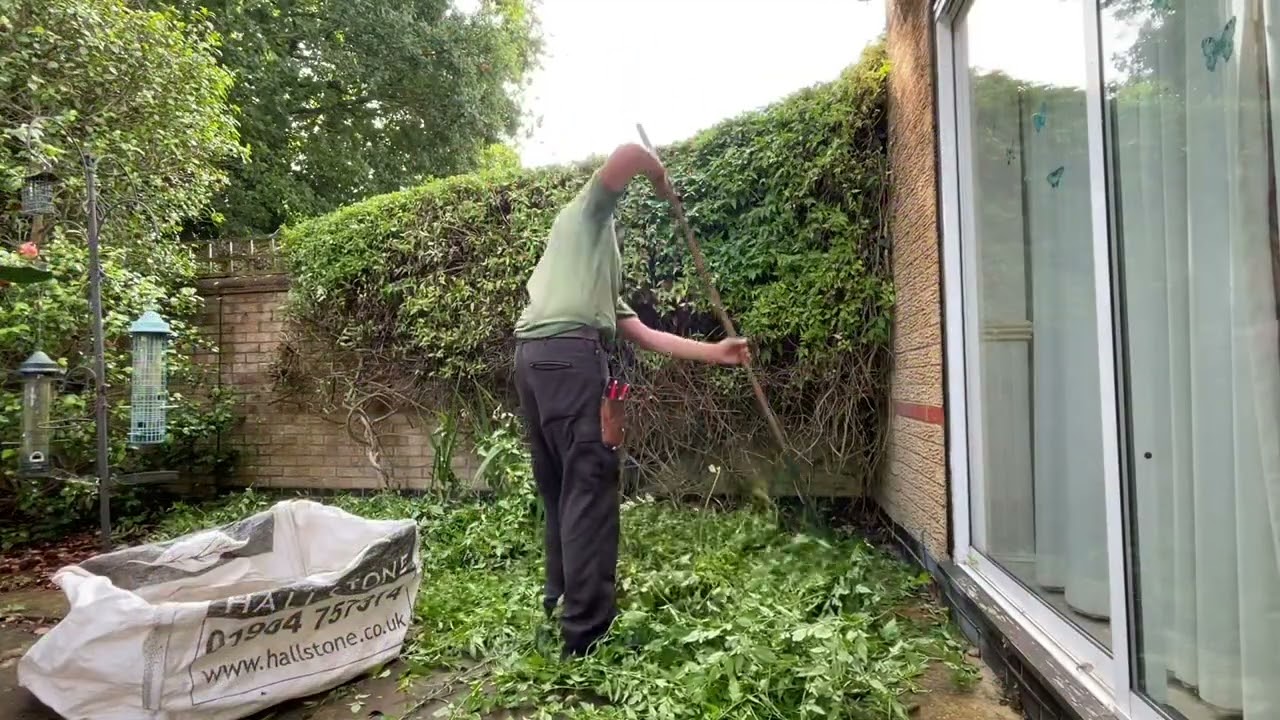 Trimming back a summer jasmine! Let’s tidy this up😄👍