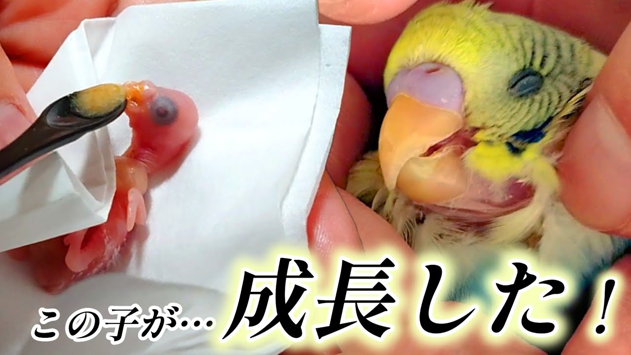 生後1日目からさし餌で育った雛のその後