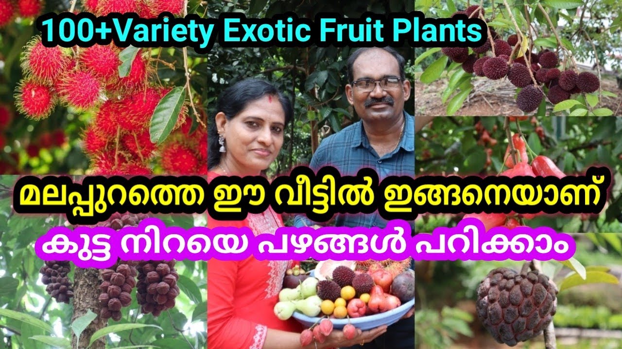 വീട്ടുവളപ്പിൽ നൂറിലധികം വെറൈറ്റി വിദേശ ഫല വൃക്ഷങ്ങൾ പൂത്തും, കായ്ച്ചും നിൽക്കുന്ന അത്ഭുത കാഴ്ച 🥰