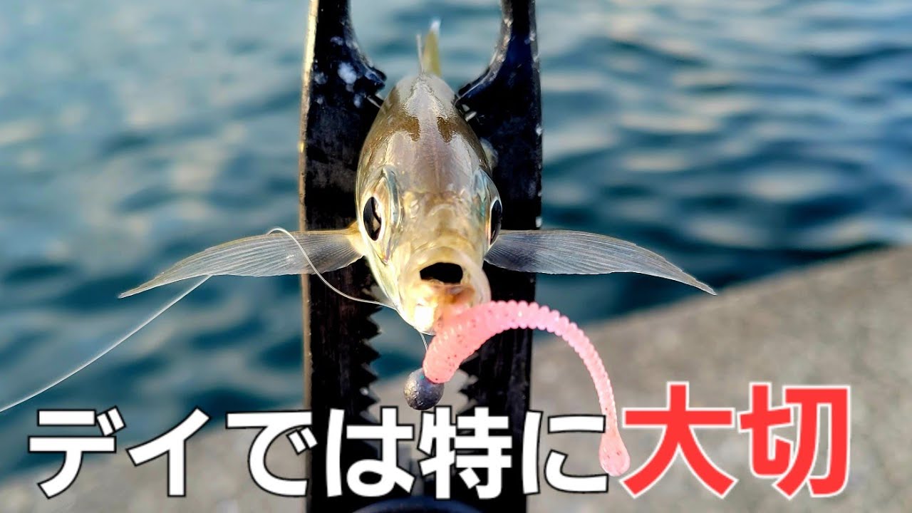 【アジング】デイアジング釣れる方と釣れない方の違いはコレが大きい事も。ミスしたら直ぐにすべき事