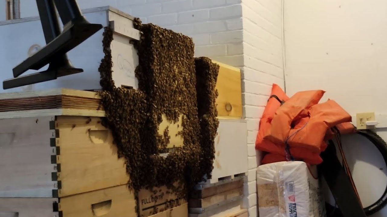 ⭐Swarm of Bees in my Garage⭐