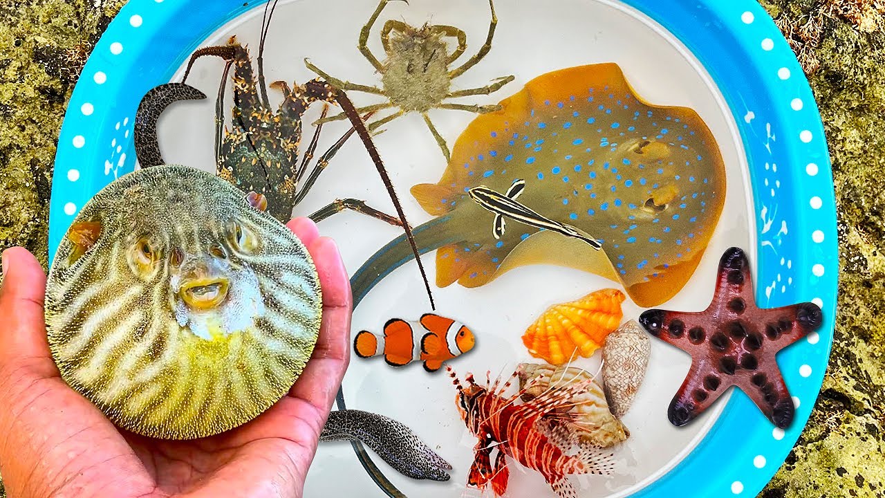 Tangkap ikan pari dan ikan buntal, kelomang, kepiting, ikan laut, kerang, ikan nemo, ikan hias
