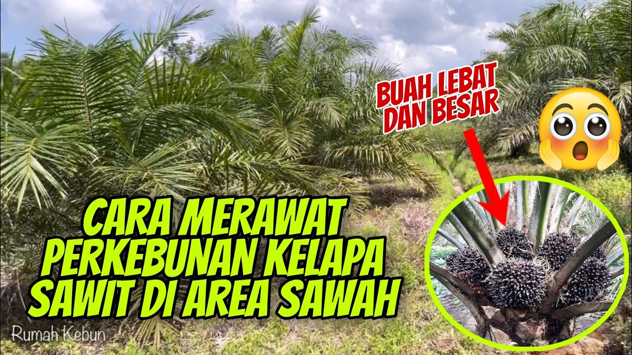 Cara merawat Sawit di Lahan Rawa yang Benar