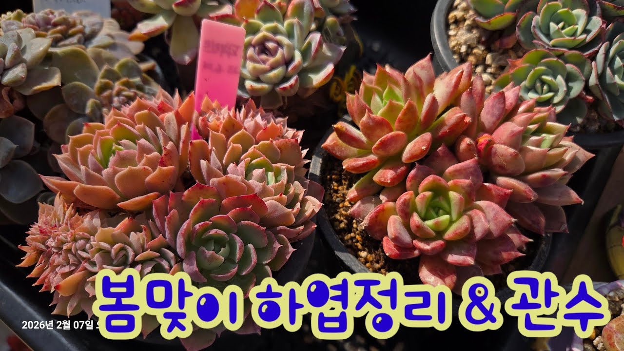스파이시, 샬롯, 본파이어 하엽정리