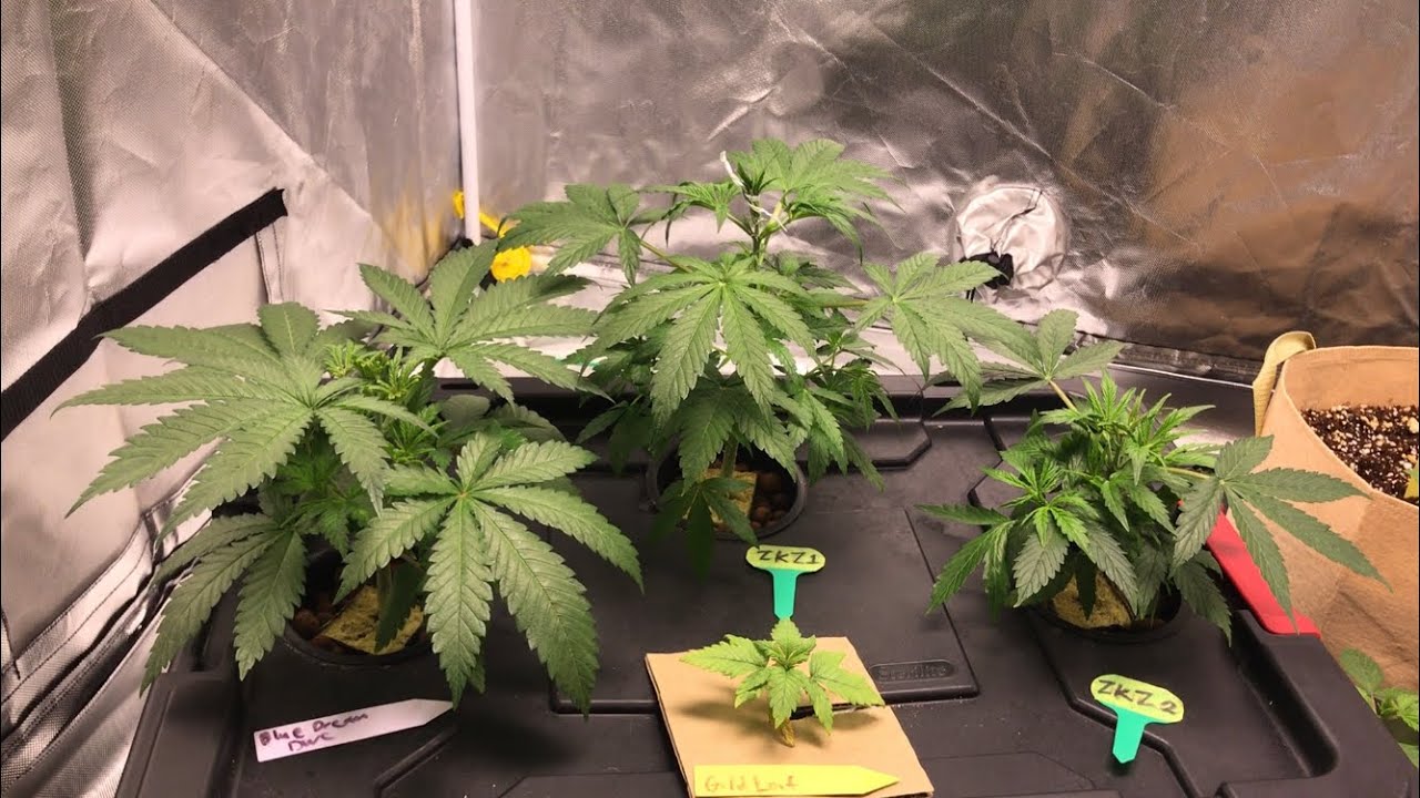 DWC week 4 - LST & HST - zkittlez autoflower, blue dream, gold leaf
