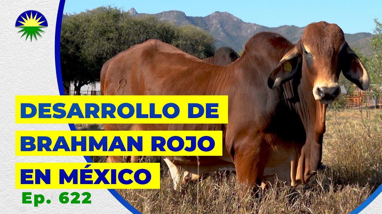 622. Desarrollo de Brahman Rojo en Nuevo León, México