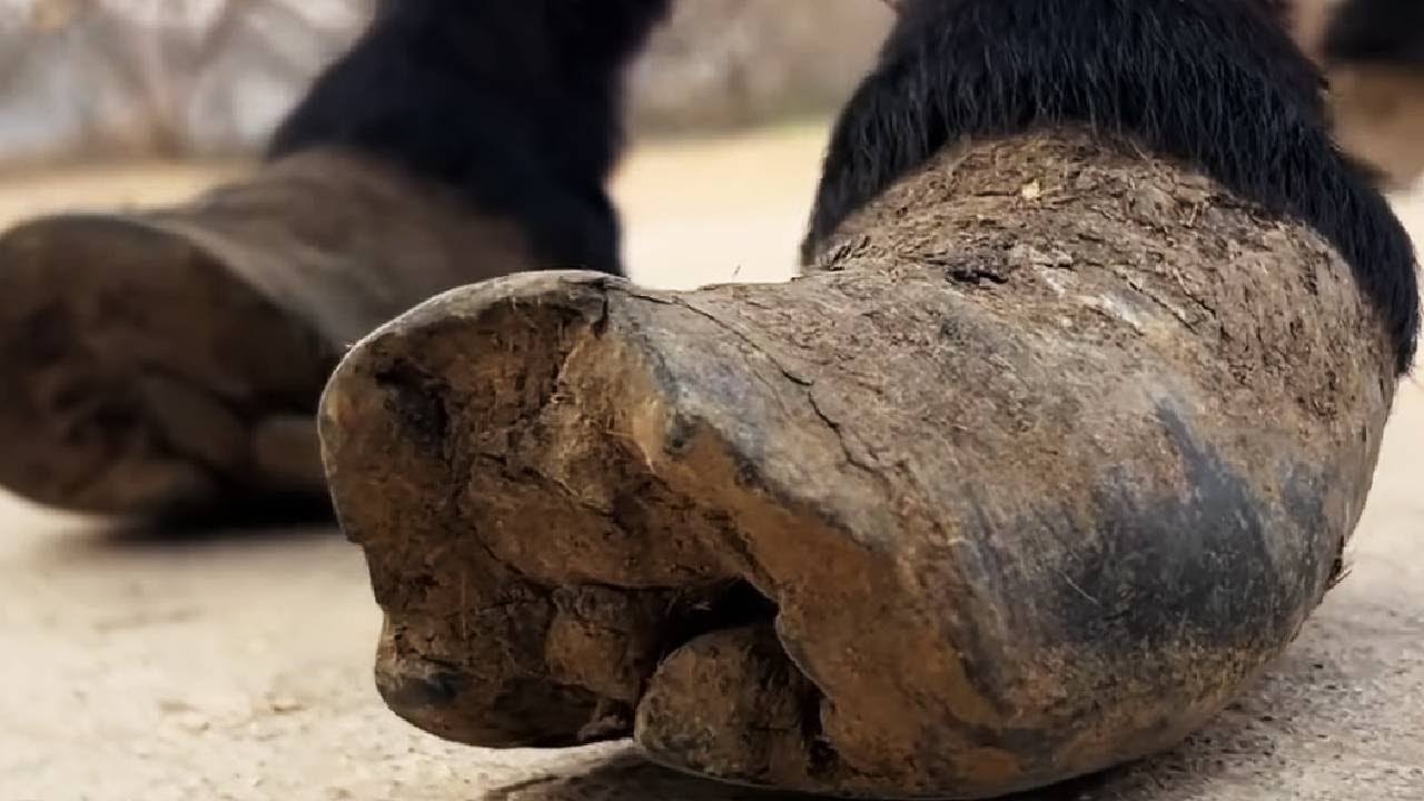 The donkey's hooves were like balls, making it completely unable to walk.
