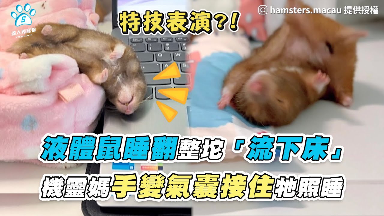 【液體鼠睡翻整坨「流下床」 機靈媽手變氣囊接住牠照睡】｜IG / hamsters.macau / hamster_lucky.02