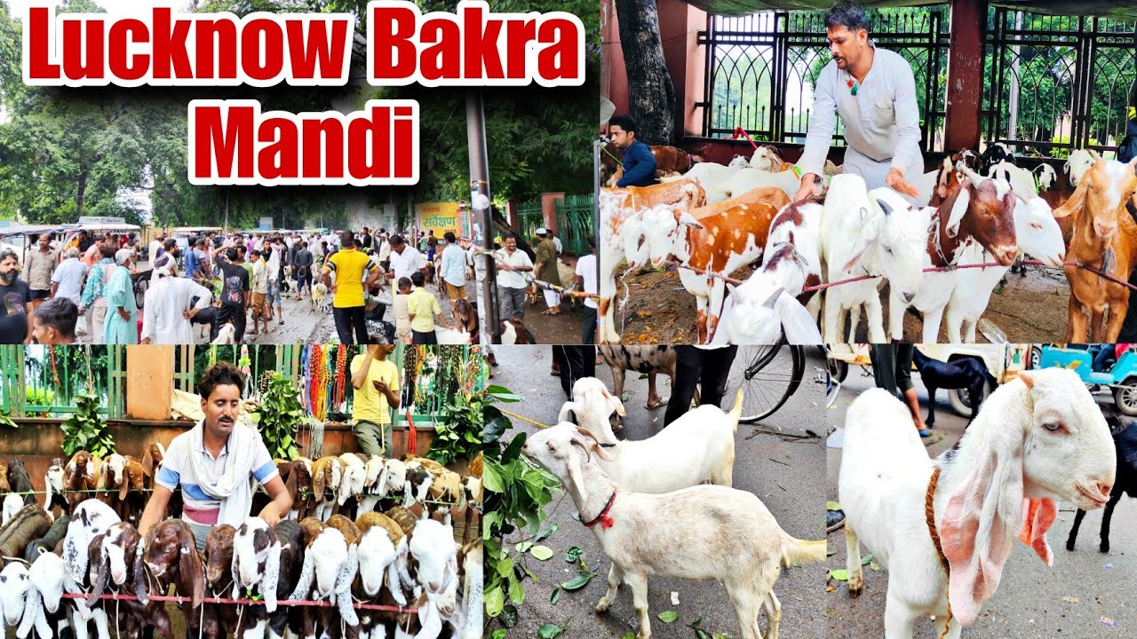 Lucknow Bakra Mandi की पूरी जानकारी | 29 September Sunday | Bakra Mandi Nimbu Park Lucknow UP
