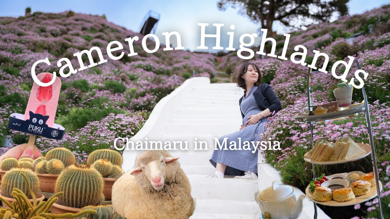 【DAY2】キャメロンハイランド旅行/マタ旅/花いっぱいインスタ映えFloraPark/優雅なアフタヌーンティー/Cameron Highlands Resort/The Lakehouse