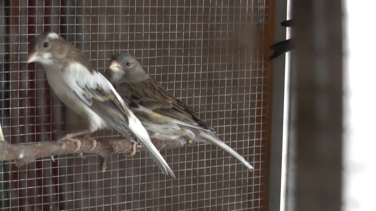 ГИБРИД от ГИБРИДА - ЭТО ВОЗМОЖНО!