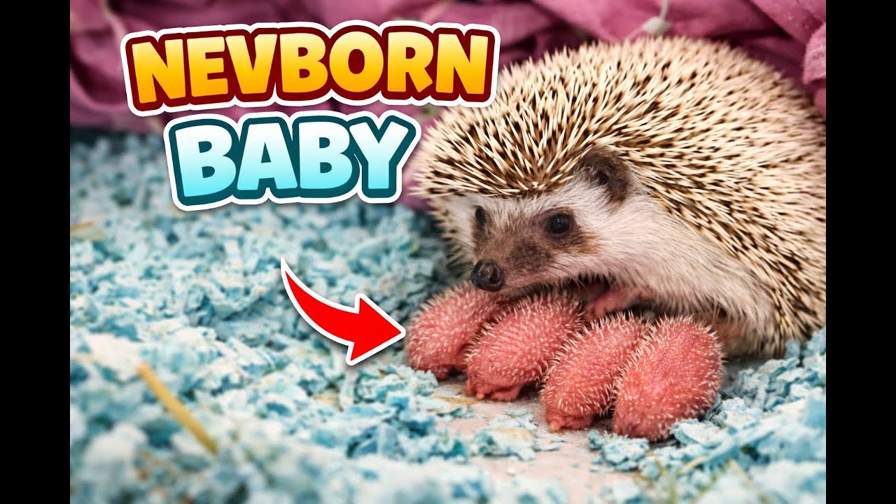 😍 Unbelievable Birth! Watch a Hedgehog Mom with Her 5 Newborn Babies