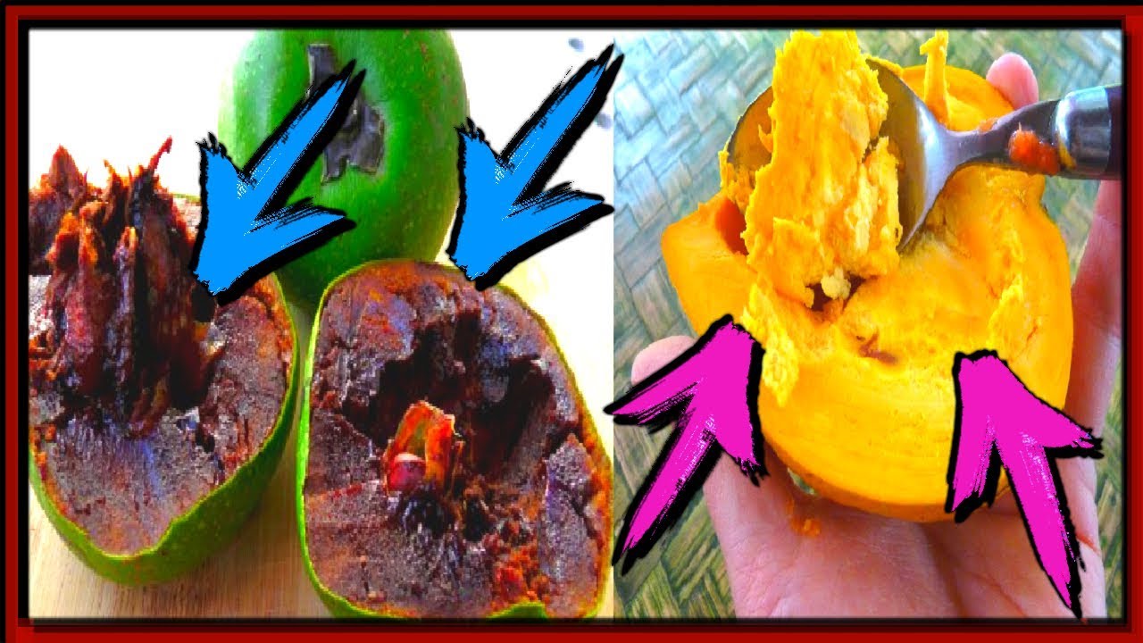 Frutas mayas en peligro de extinción porque nadie los conoce🍌Frutales mayas🍎