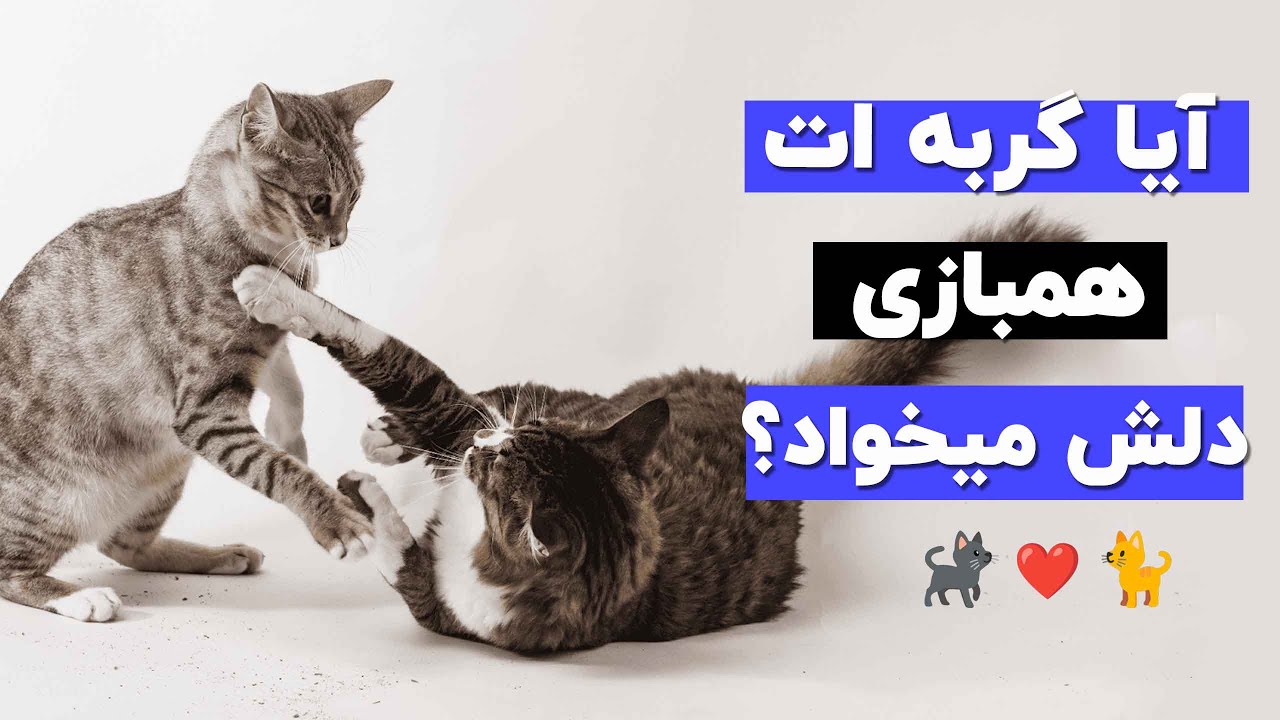 چطوری بفهمیم گربمون دلش همبازی میخواد یا نه؟ چطوری براش همبازی بیاریم؟