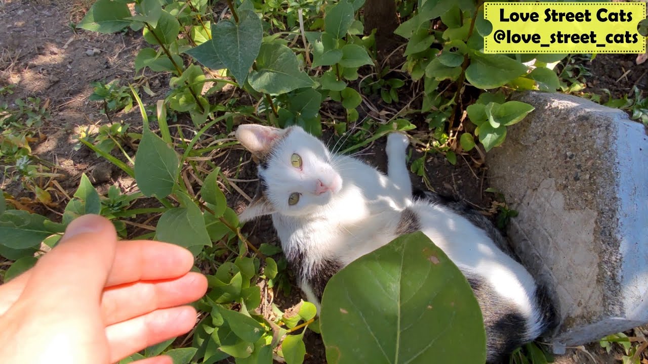Cute Cat Sleeps Soundly in the Bushes, Dreaming of Delicious Food | Love Street Cats