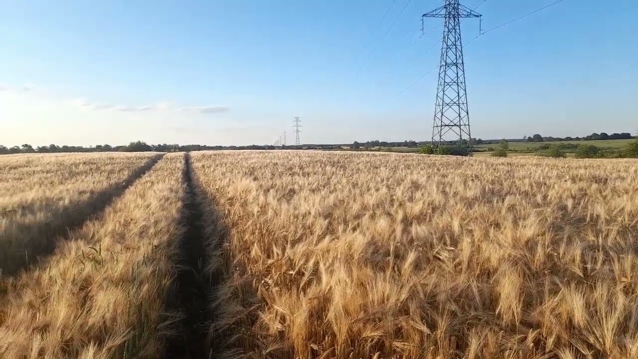 Złoty Jęczmień - Jakubus & Arthene zbliżają się do żniw - Przegląd plantacji #61
