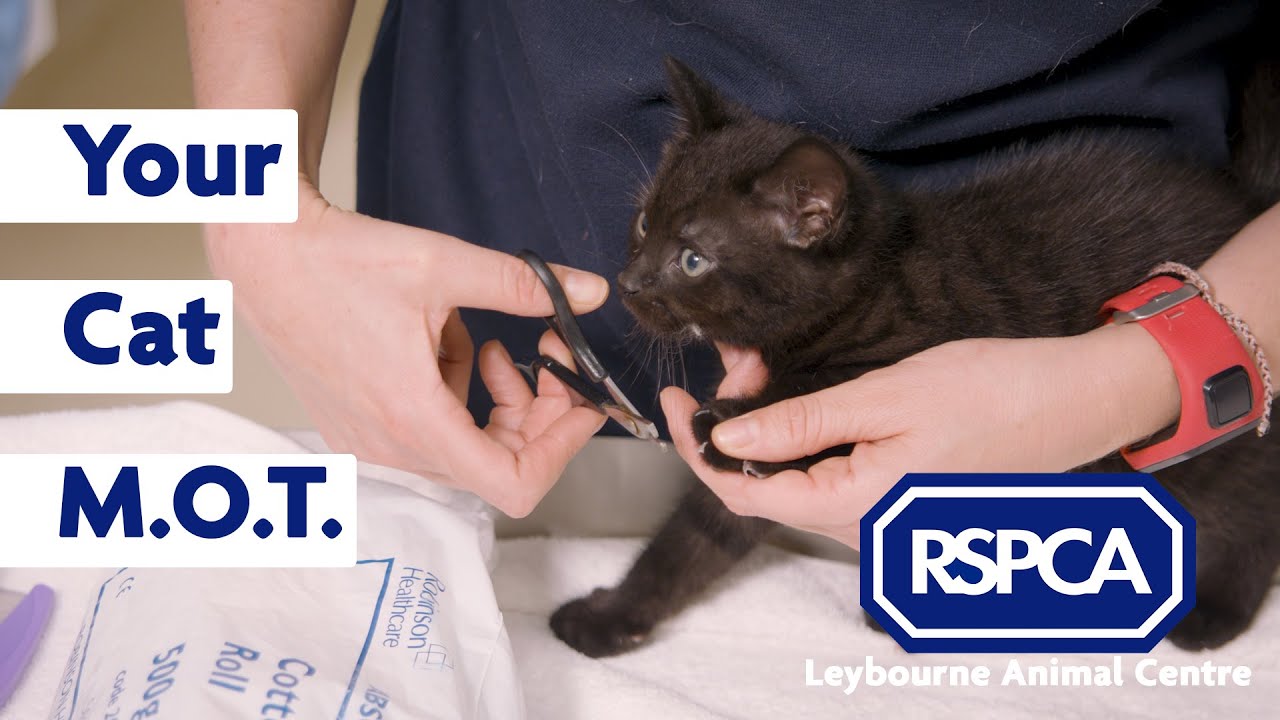 How To Give Your Cat An MOT - Health Check For My Cat