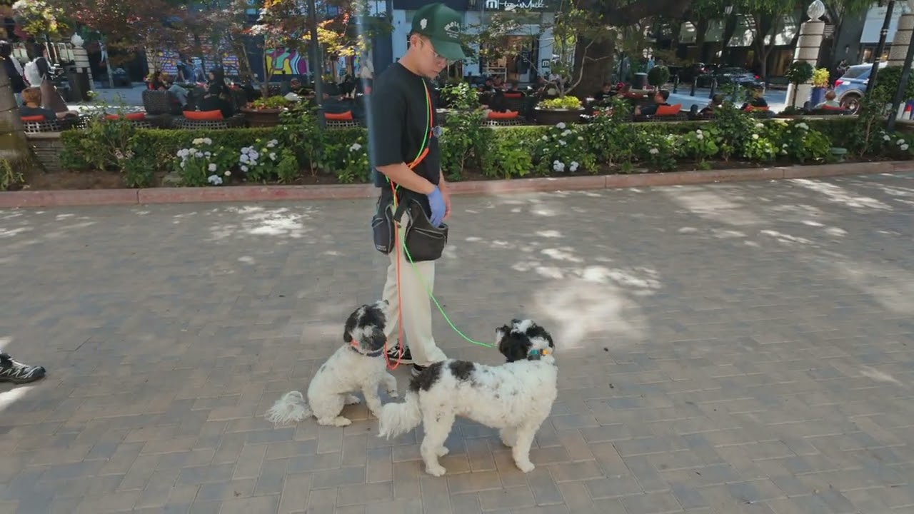 Walking TWO dogs was a NIGHTMARE! UNTIL I DID THIS