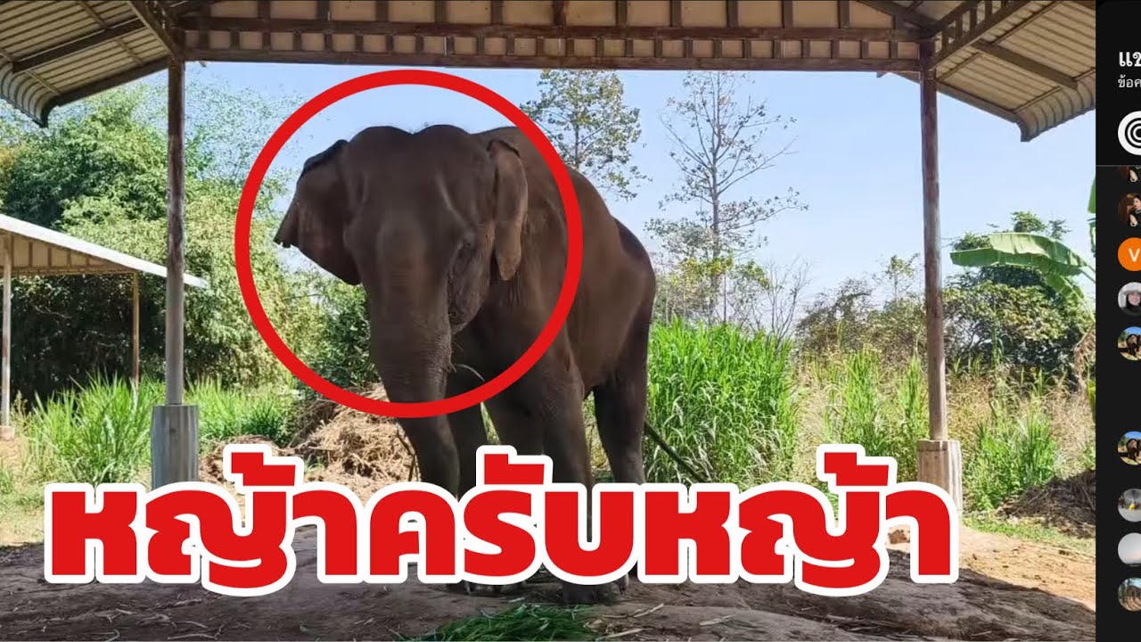 หญ้า10 มัด100 ลูกช้างเกิดใหม่ Elephant Thailand