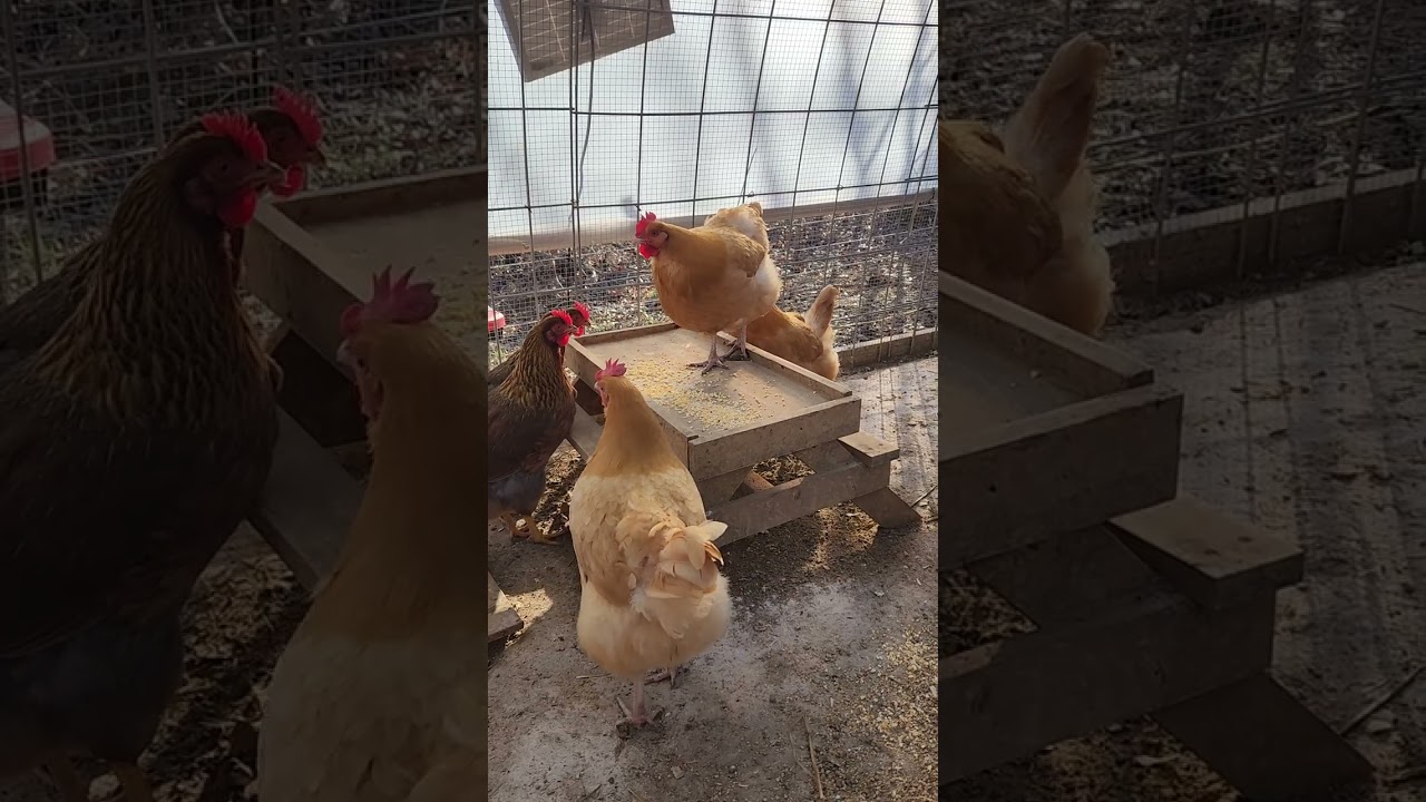 Chicknic