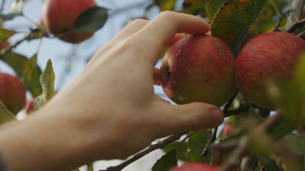 The Joy of Gleaning