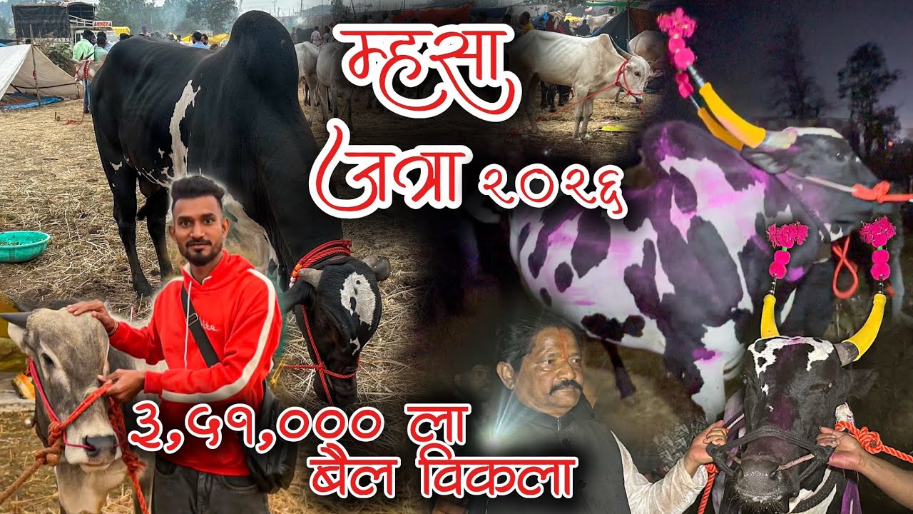 मूडबाड म्हसा जत्रा 2026 | 3,51,000 चा घेतला बैल