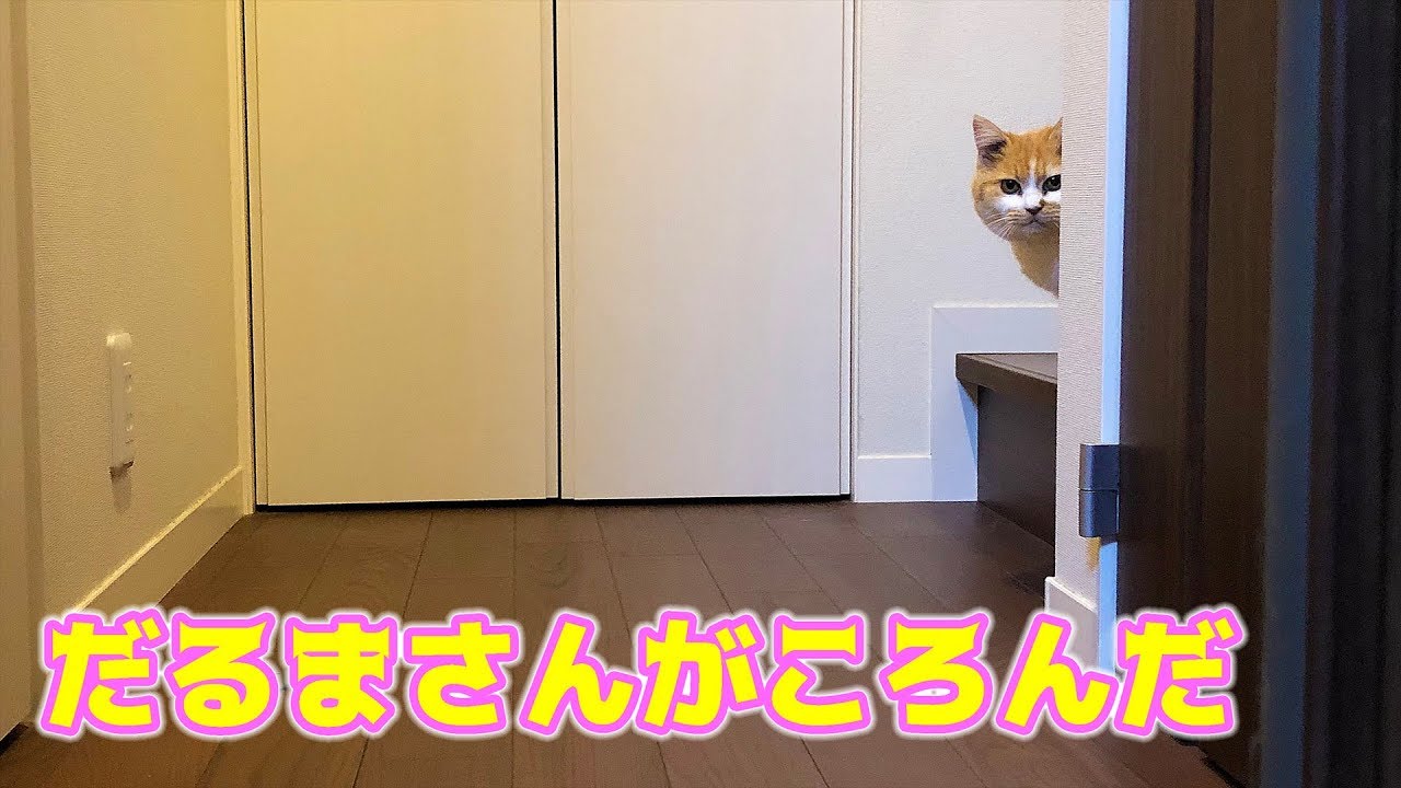 だるまさんがころんだをする猫が可愛すぎた。